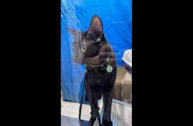 Gato Pantera desapareceu no bairro Florais do Paraná