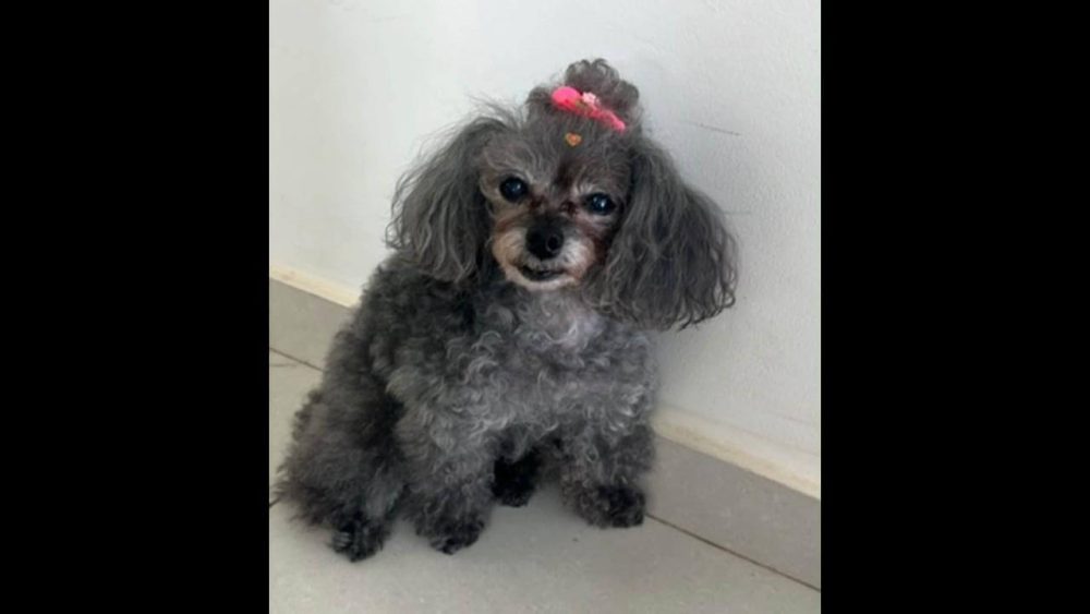 Imagem referente a Cachorra Mel desapareceu nas Marinas de Boa Vista da Aparecida
