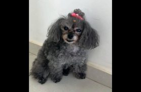 Cachorra Mel desapareceu nas Marinas de Boa Vista da Aparecida