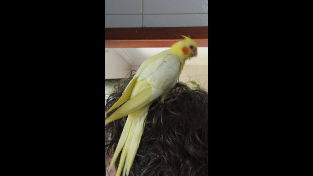 Imagem referente a Calopsita desapareceu no bairro Jardim Padovani