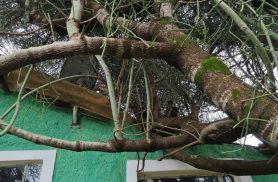 Temporal em Cascavel: Árvore tomba sobre residência no Bairro Floresta