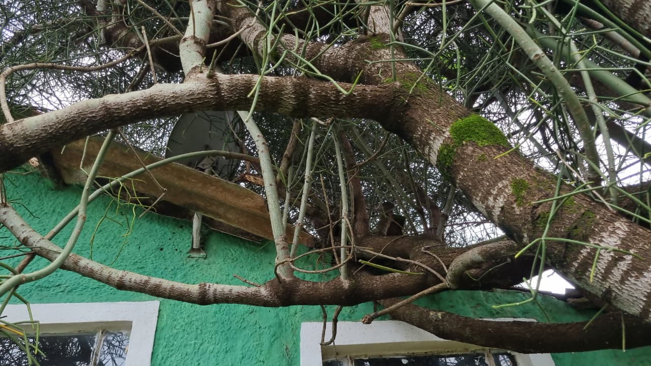 Temporal em Cascavel: Árvore tomba sobre residência no Bairro Floresta