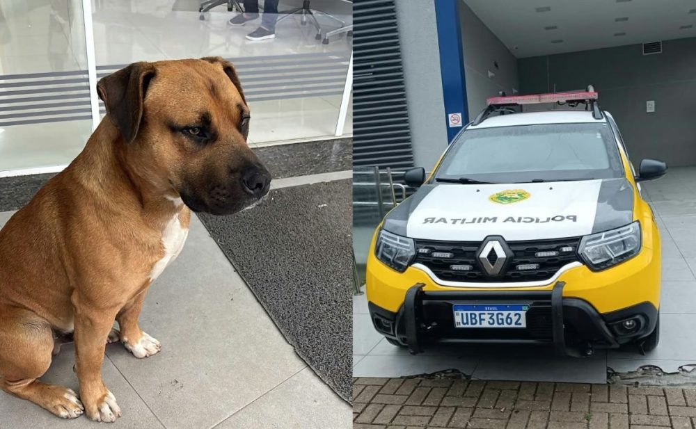 Imagem referente a Polícia mata cachorro a tiros em frente a hospital na Região Metropolitana de Curitiba