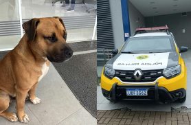 Polícia mata cachorro a tiros em frente a hospital na Região Metropolitana de Curitiba