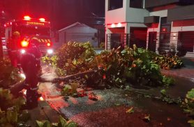 Árvore cai e interdita os dois sentidos da Rua Coralina no Bairro Esmeralda, em Cascavel