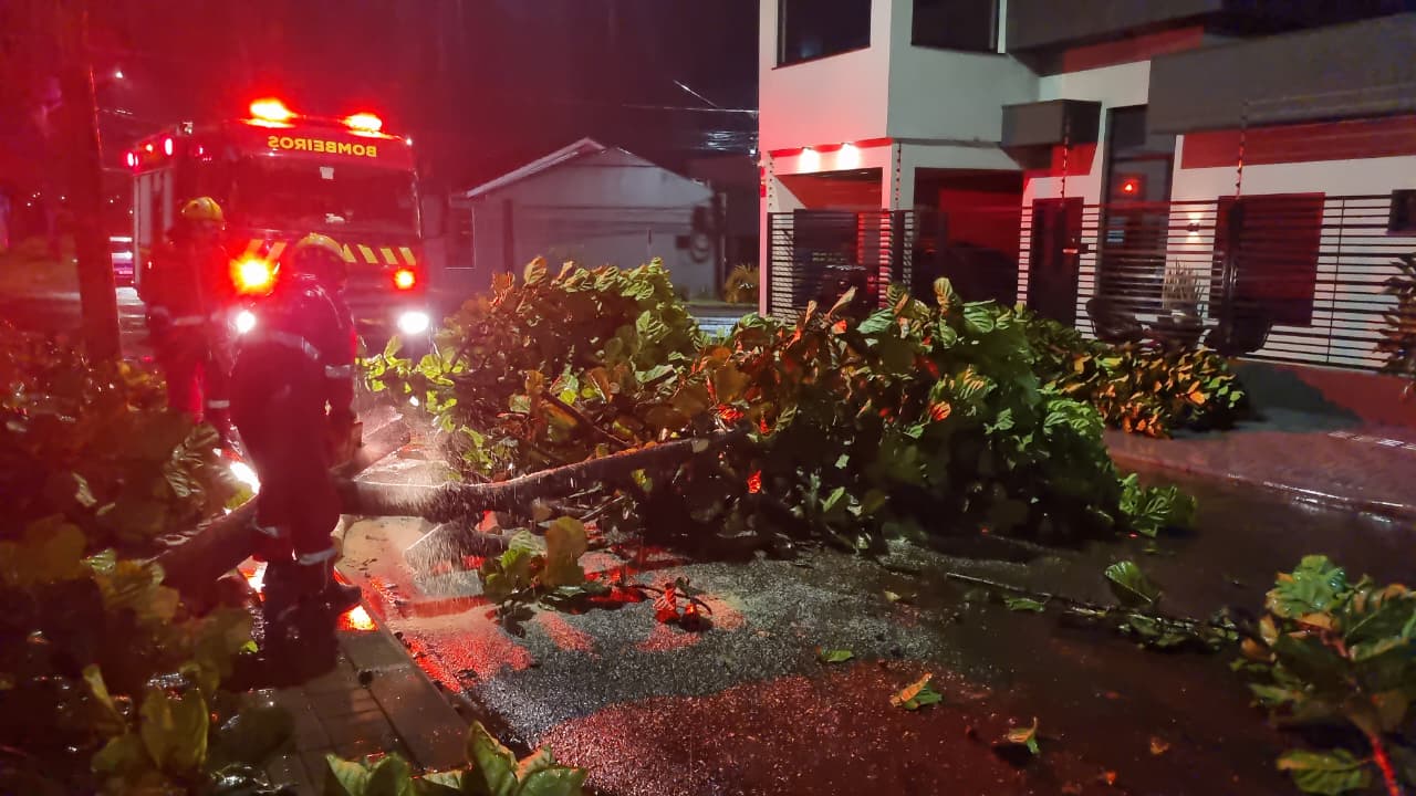 Árvore cai e interdita os dois sentidos da Rua Coralina no Bairro Esmeralda, em Cascavel