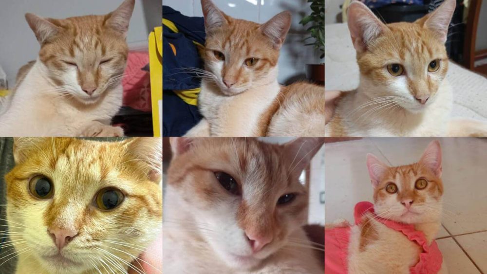 Imagem referente a Gato Lampião desapareceu no bairro Periolo