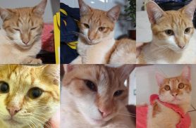 Gato Lampião desapareceu no bairro Periolo