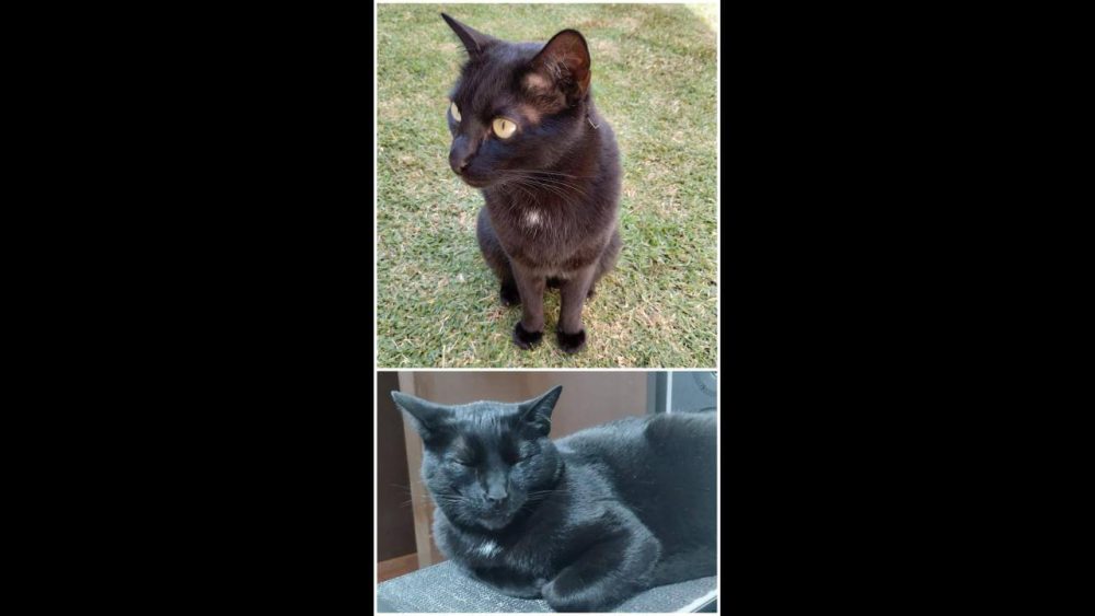 Imagem referente a Gato desapareceu no bairro Alto Alegre
