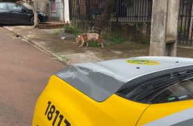 Pitbull foge, mata cachorrinho e Polícia Militar é acionada no Bairro Esmeralda em Cascavel