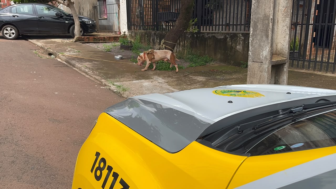 Pitbull foge, mata cachorrinho e Polícia Militar é acionada no Bairro Esmeralda em Cascavel