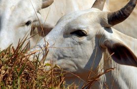 Carne brasileira passa a pagar tarifa de 67% para entrar na China