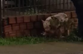 Imagens fortes mostram ataque de pitbull que terminou com morte de cachorro em Cascavel