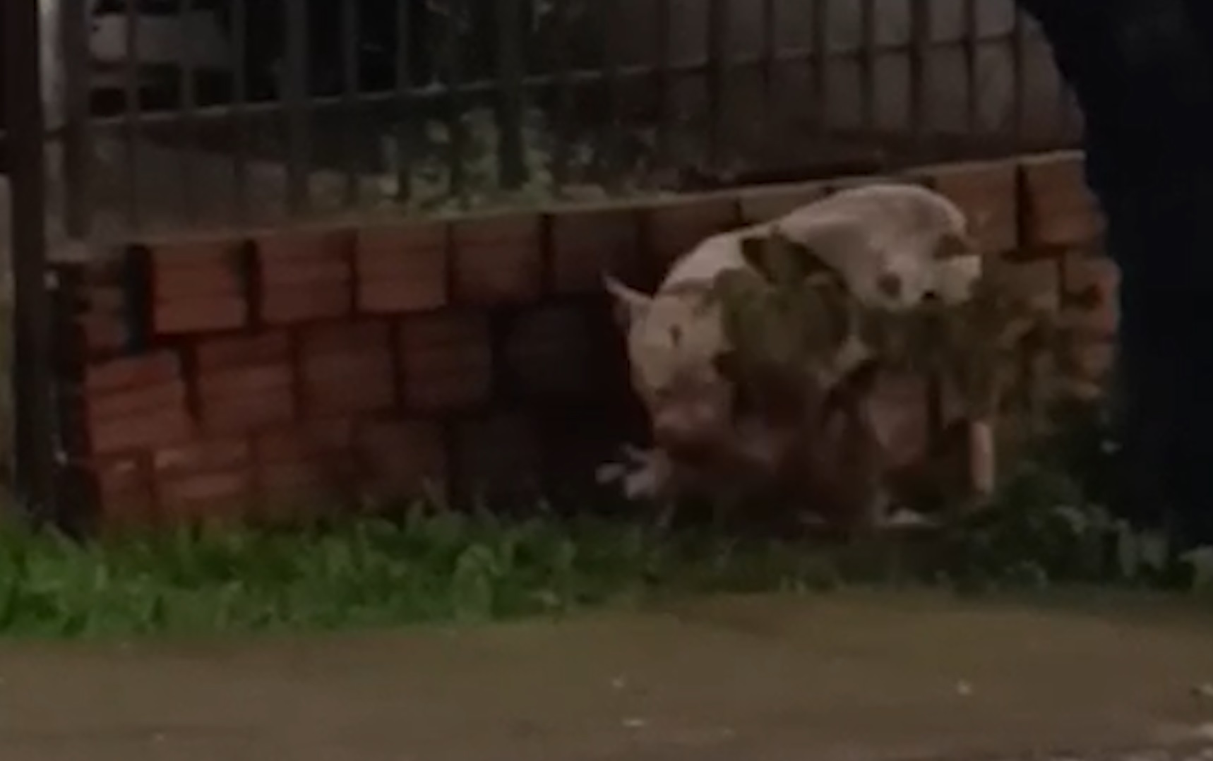 Imagens fortes mostram ataque de pitbull que terminou com morte de cachorro em Cascavel