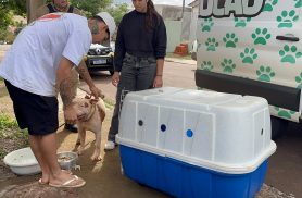 Pitbull é recolhido pelo Samucão após ataque que terminou com morte de cachorro em Cascavel