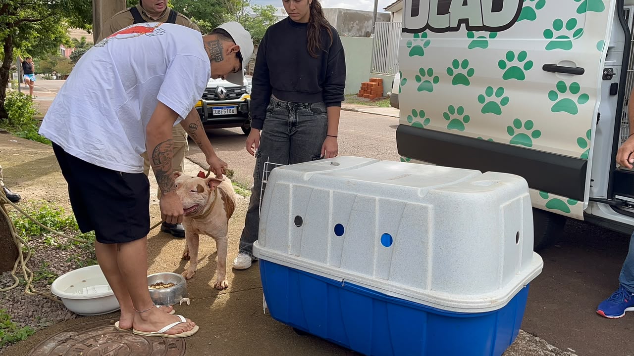Pitbull é recolhido pelo Samucão após ataque que terminou com morte de cachorro em Cascavel
