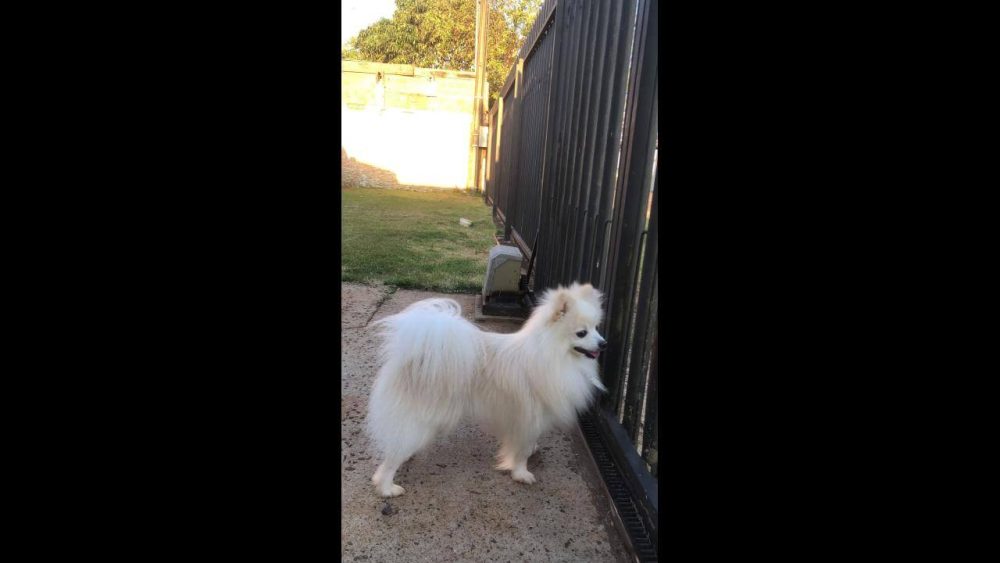 Imagem referente a Cachorro Pingo desapareceu no bairro Floresta