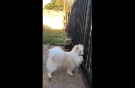 Cachorro Pingo desapareceu no bairro Floresta