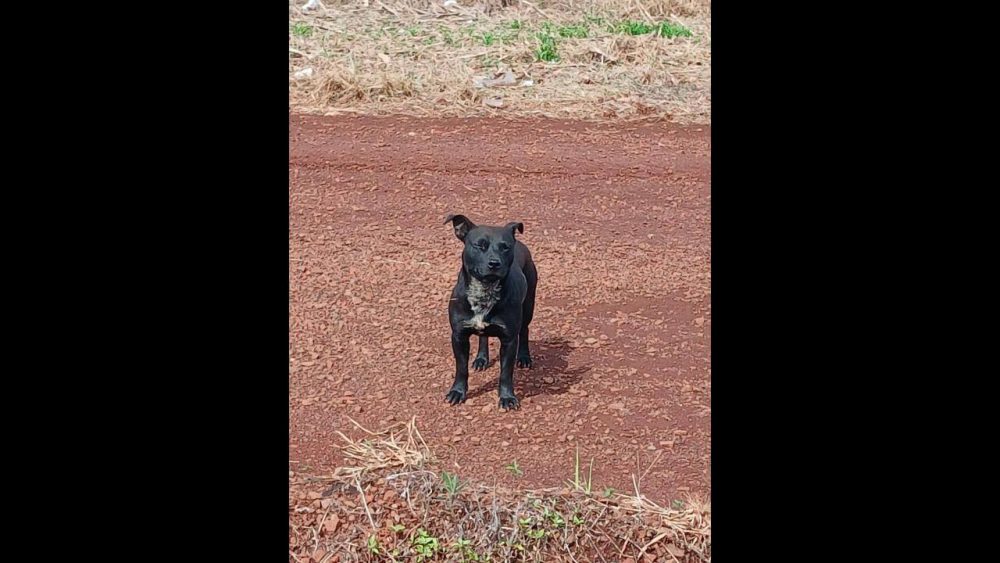 Imagem referente a Cachorro é encontrado no bairro Rural