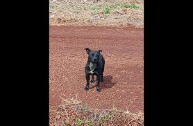 Cachorro é encontrado no bairro Rural