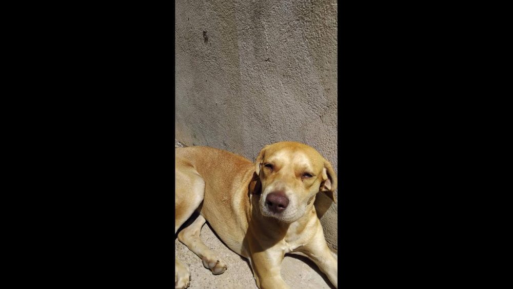 Imagem referente a Cachorra é encontrada no bairro Santa Cruz