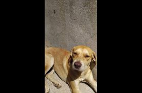 Cachorra é encontrada no bairro Santa Cruz