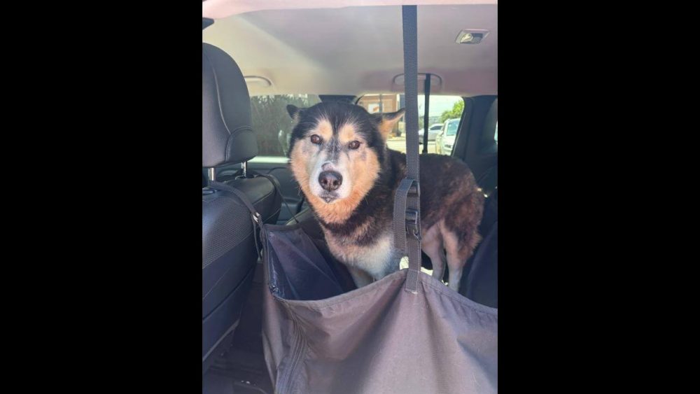 Imagem referente a Cachorro é encontrado no bairro Centro