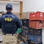 Imagem relativa a Ação conjunta da PF e PRF apreende 377 kg de maconha na BR-277