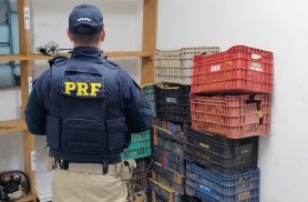 Ação conjunta da PF e PRF apreende 377 kg de maconha na BR-277