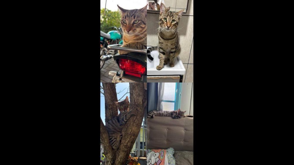 Imagem referente a Gato Robson desapareceu no bairro Universitário