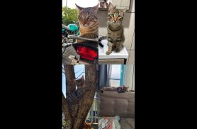 Gato Robson desapareceu no bairro Universitário