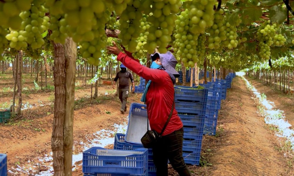 Imagem referente a Exploração de trabalhadores rurais sustenta fruticultura bilionária