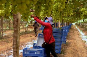 Exploração de trabalhadores rurais sustenta fruticultura bilionária