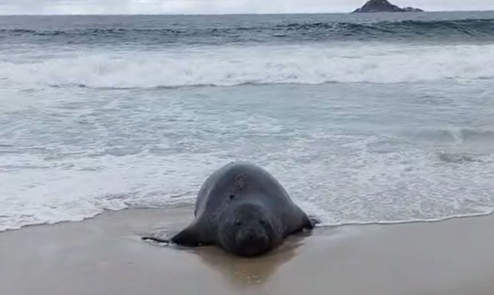 Imagem referente a Elefante-marinho atrai atenção de banhistas em praia do Rio