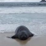 Imagem relativa a Elefante-marinho atrai atenção de banhistas em praia do Rio