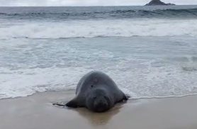 Elefante-marinho atrai atenção de banhistas em praia do Rio
