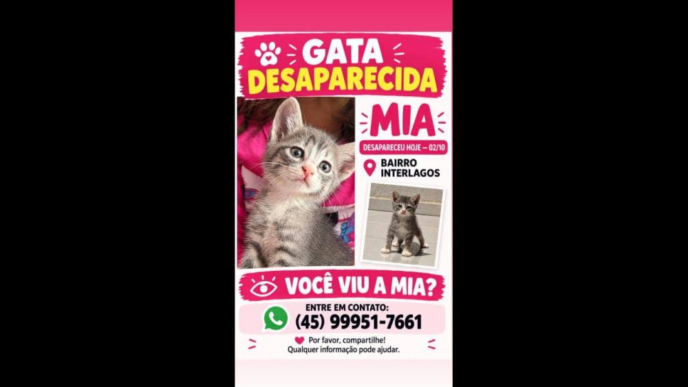 Imagem referente a Gata Mia desapareceu no bairro Interlagos