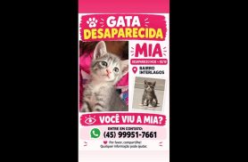 Gata Mia desapareceu no bairro Interlagos