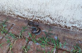 Cobra é encontrada em calçada em frente a residência no Jardim Montreal em Cascavel