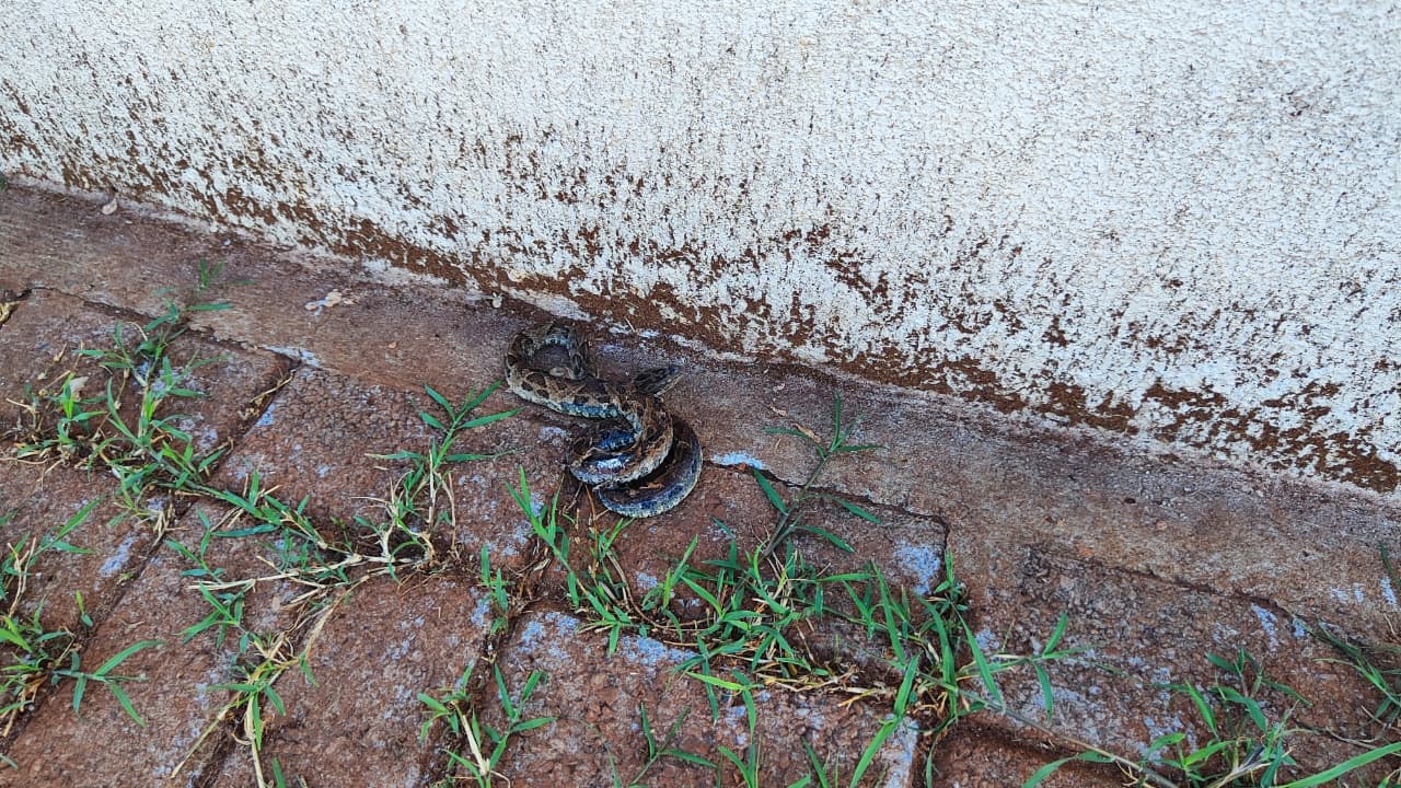 Cobra é encontrada em calçada em frente a residência no Jardim Montreal em Cascavel