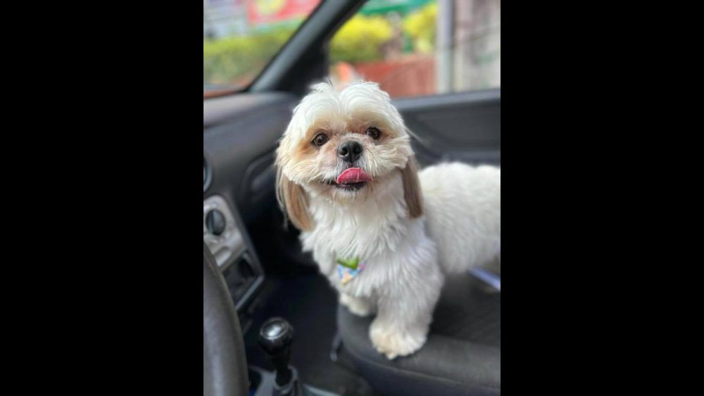 Imagem referente a Cachorro Teddy desapareceu no bairro Floresta