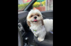 Cachorro Teddy desapareceu no bairro Floresta