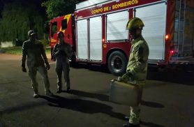 Bombeiros capturam cobra no meio da rua do bairro Universitário, em Cascavel