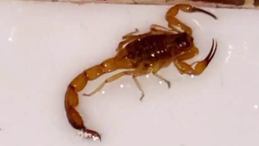 Imagem referente a Susto: Escorpião é encontrado debaixo de banheira após banho de criança 