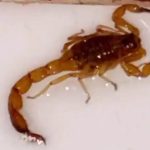 Imagem relativa a Susto: Escorpião é encontrado debaixo de banheira após banho de criança 