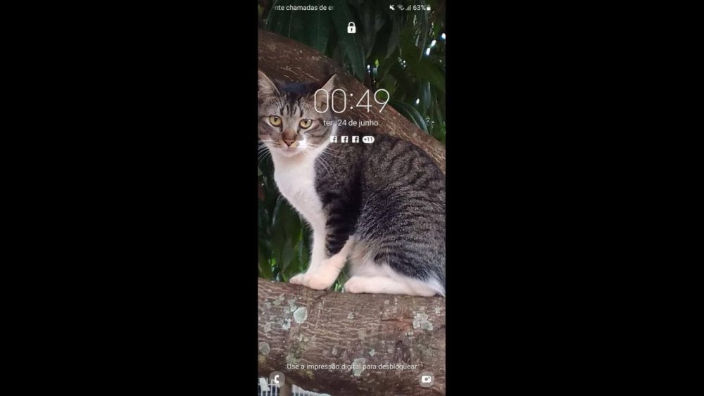 Imagem referente a Gato Lok desapareceu no bairro Santa Cruz