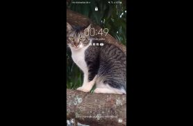 Gato Lok desapareceu no bairro Santa Cruz