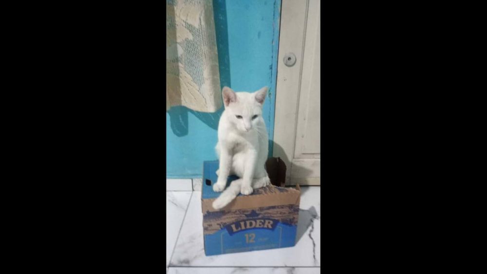 Gato Floquinho desapareceu no bairro Coqueiral Imagem referente a Gato Floquinho desapareceu no bairro Coqueiral