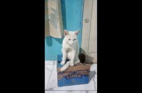 Gato Floquinho desapareceu no bairro Coqueiral