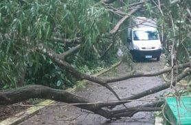 Ventos fortes mudam a rotina e fecham o Zoológico de Cascavel neste domingo